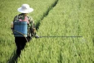 mcp fertilizer