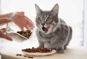 tetrasodium pyrophosphate in cat food